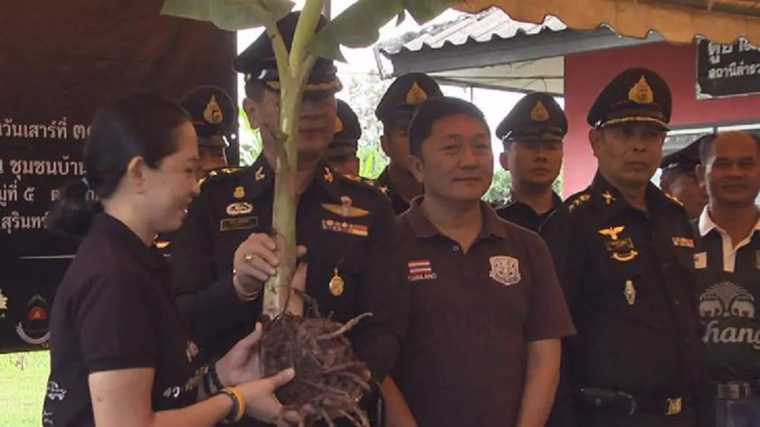 จ.สุรินทร์ ปลูกต้นกล้วย 1,989 ต้น..ถวายในหลวง ร.9 จ.สุรินทร์ ปลูกต้นกล้วย 1,989 ต้น..ถวายในหลวง ร.9