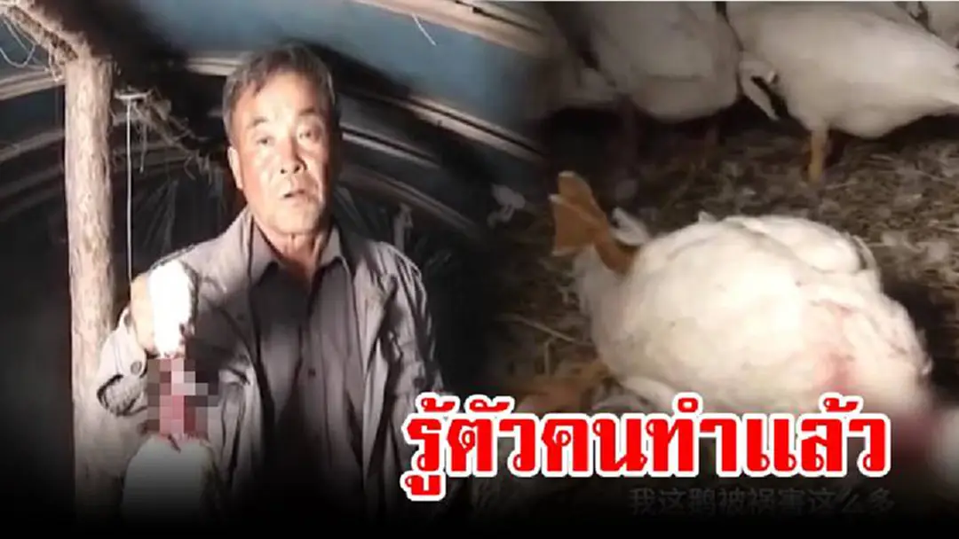 เกษตรกรสงสัยห่านที่เลี้ยงไว้ ถูกจิกกัดคอจนเลือดชุ่มนับสิบ เลยเข้าไปดูเห็นคาหนังคาเขา เกษตรกรถึงกับส่ายหัวรีบจับส่งกลับสู่ธรรมชาติทันที เกษตรกรสงสัยห่านที่เลี้ยงไว้ ถูกจิกกัดคอจนเลือดชุ่มนับสิบ เลยเข้าไปดูเห็นคาหนังคาเขา เกษตรกรถึงกับส่ายหัวรีบจับส่งกลับสู่ธรรมชาติทันที