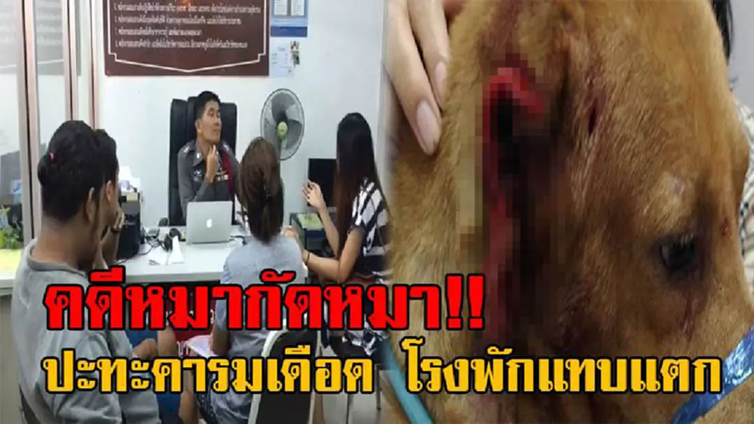 คดีเก่ายังไม่สะสาง คดีใหม่มาอีกแล้ว!? โรงพักแทบแตก คดีหมากับหมากัดกัน ลุกลามไปถึงคน จะโดนคดีพรบ.คอมฯ เล่นเอาตร.ถึงกับเพลีย (มีคลิป) คดีเก่ายังไม่สะสาง คดีใหม่มาอีกแล้ว!? โรงพักแทบแตก คดีหมากับหมากัดกัน ลุกลามไปถึงคน จะโดนคดีพรบ.คอมฯ เล่นเอาตร.ถึงกับเพลีย (มีคลิป)