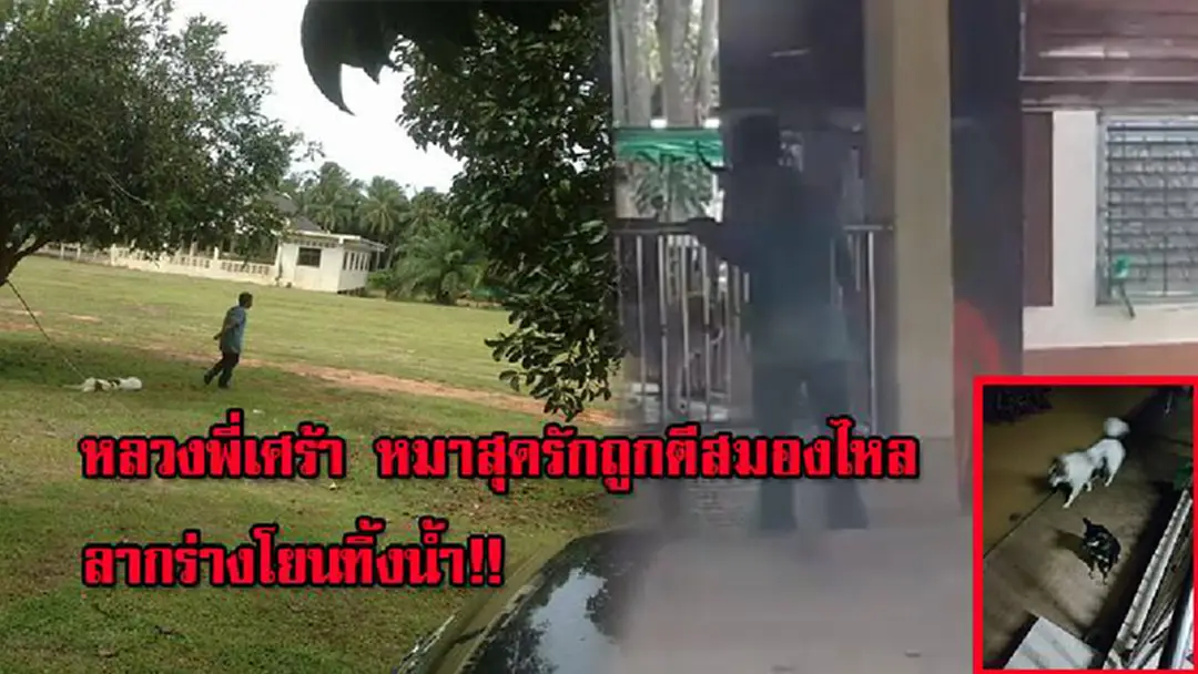 หลวงพี่ร่ำไห้!! มนุษย์ใจบาปบุกถึงวัด ตีสุนัขสมองไหลทั้งๆที่ล่ามโซ่ ซ้ำลากร่างสุนัขไร้วิญญาณไปทิ้งในน้ำ!! (มีคลิป) หลวงพี่ร่ำไห้!! มนุษย์ใจบาปบุกถึงวัด ตีสุนัขสมองไหลทั้งๆที่ล่ามโซ่ ซ้ำลากร่างสุนัขไร้วิญญาณไปทิ้งในน้ำ!! (มีคลิป)