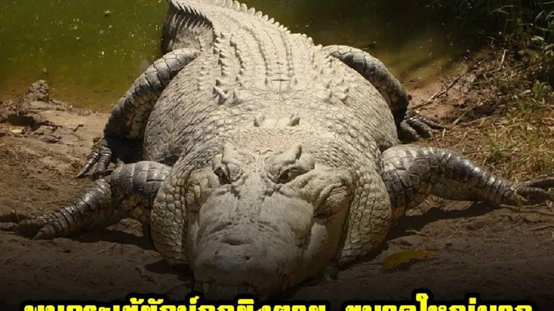 พบจระเข้ยักษ์ถูกยิงตาย ผู้เชี่ยวชาญหวั่นการตายของจระเข้ตัวดังกล่าวอาจทำให้เกิดการต่อสู้อันรุนแรงระหว่างบรรดาจระเข้หนุ่ม พบจระเข้ยักษ์ถูกยิงตาย ผู้เชี่ยวชาญหวั่นการตายของจระเข้ตัวดังกล่าวอาจทำให้เกิดการต่อสู้อันรุนแรงระหว่างบรรดาจระเข้หนุ่ม