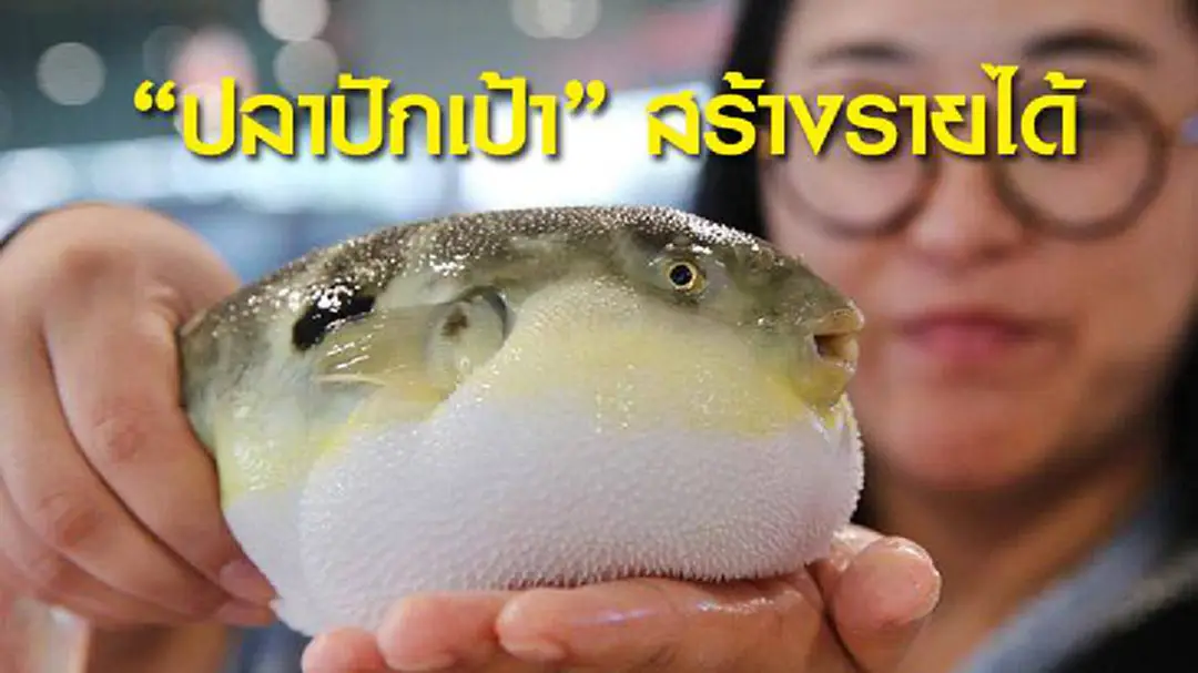 "ปลาปักเป้า" สร้างรายได้?