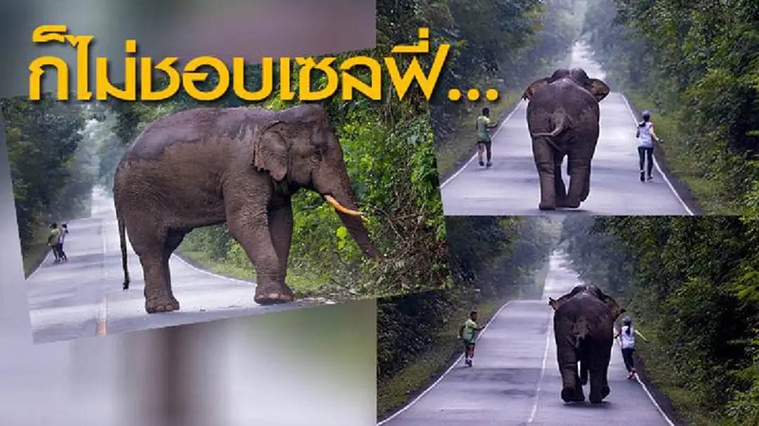 ก็ไม่ชอบเซลฟี่...ช้างเขาใหญ่ไล่2นักวิ่งขณะเข้าถ่ายรูป