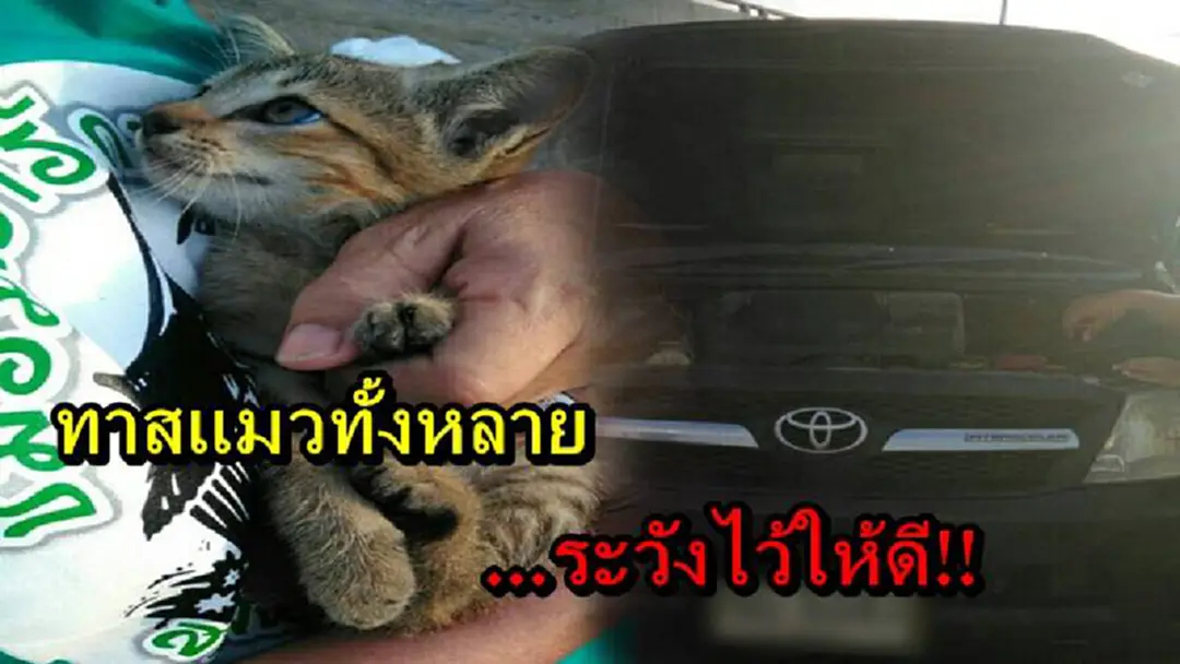 ทาสแมวทั้งหลาย...ระวังไว้ให้ดี!! ลูกแมวน้อยซุกซนจนได้เรื่อง ติดอยู่ในห้องเครื่อง ดีที่คนขับรถได้ยินเสียง แล้วรีบจอด ทาสแมวทั้งหลาย...ระวังไว้ให้ดี!! ลูกแมวน้อยซุกซนจนได้เรื่อง ติดอยู่ในห้องเครื่อง ดีที่คนขับรถได้ยินเสียง แล้วรีบจอด