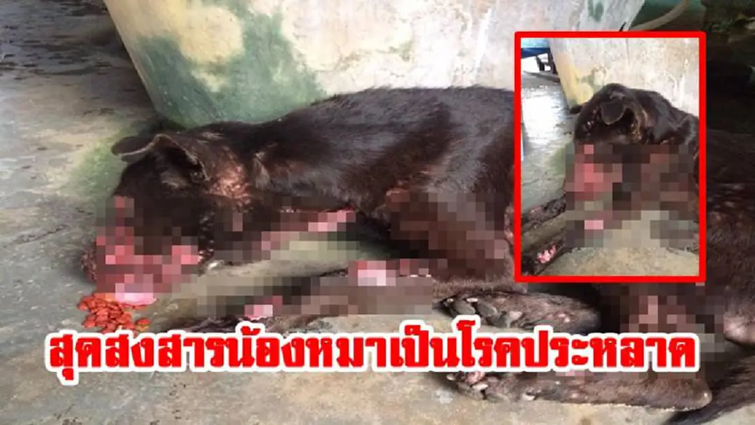 เห็นเเล้วสุดสะเทือนใจยิ่งนัก!! สุดสงสารน้องหมาเป็นโรคประหลาด ตุ่มขึ้นตามตัว ผิวหนังมีเเต่บาดเเผล วอนโซเชียลช่วยเหลือ(มีคลิป) เห็นเเล้วสุดสะเทือนใจยิ่งนัก!! สุดสงสารน้องหมาเป็นโรคประหลาด ตุ่มขึ้นตามตัว ผิวหนังมีเเต่บาดเเผล วอนโซเชียลช่วยเหลือ(มีคลิป)
