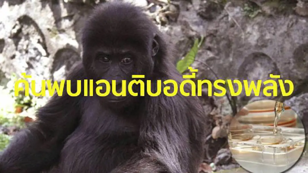 นักวิทยาศาสตร์ค้นพบ “แอนติบอดี้” สุดทรงพลัง สามารถกำจัดเชื้อเอชไอวีได้มากถึง 99% นักวิทยาศาสตร์ค้นพบ “แอนติบอดี้” สุดทรงพลัง สามารถกำจัดเชื้อเอชไอวีได้มากถึง 99%