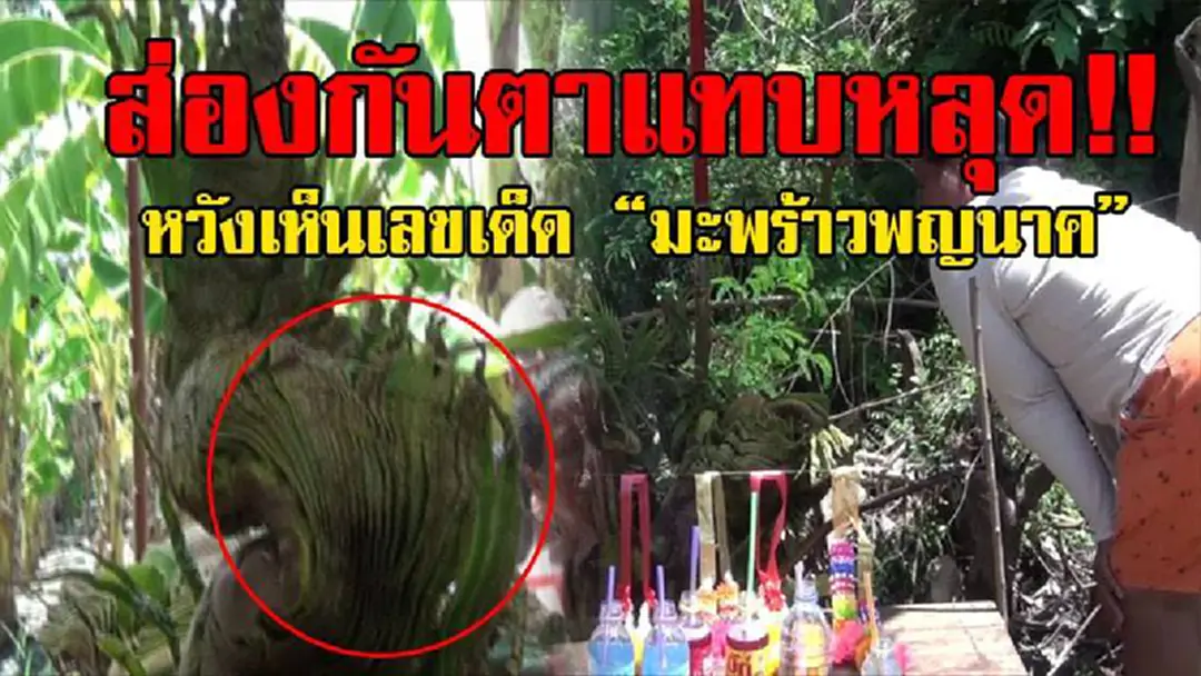 ส่องกันตาแทบหลุด!? สุดฮืิอฮาพบต้นมะพร้าวคล้ายพญานาค 3 ตัว หลังเจ้าของบ้านฝันเห็น "พ่อปู่ศรีสุทโธ - แม่ย่าปทุมมา" บอกใบให้เลขเด็ดชัดๆ!? ส่องกันตาแทบหลุด!? สุดฮืิอฮาพบต้นมะพร้าวคล้ายพญานาค 3 ตัว หลังเจ้าของบ้านฝันเห็น "พ่อปู่ศรีสุทโธ - แม่ย่าปทุมมา" บอกใบให้เลขเด็ดชัดๆ!?