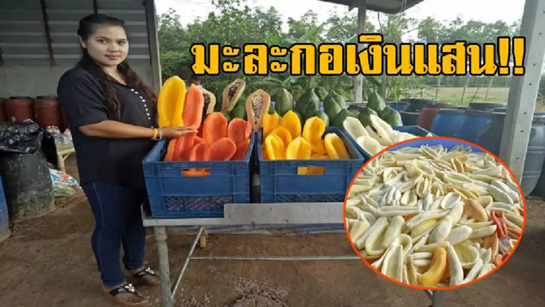 พลิกชีวิตสร้างเงินแสน!? สาววัย28 ไอเดียเจ๋งแปรรูป "มะละกอ" ให้เป็น "มะละกอดอง" สร้างรายได้สุดน่าทึ่ง จับเงินแสนต่อเดือน เพียงเพราะคิดต่าง!? พลิกชีวิตสร้างเงินแสน!? สาววัย28 ไอเดียเจ๋งแปรรูป "มะละกอ" ให้เป็น "มะละกอดอง" สร้างรายได้สุดน่าทึ่ง จับเงินแสนต่อเดือน เพียงเพราะคิดต่าง!?