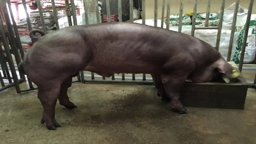 สุดสลด!! เกษตรกรกัมพูชา เพาะเลี้ยงหมู จนกล้ามโตจนน่ากลัว บางตัวโตเกิน เดินแทบไม่ได้!! (คลิป) สุดสลด!! เกษตรกรกัมพูชา เพาะเลี้ยงหมู จนกล้ามโตจนน่ากลัว บางตัวโตเกิน เดินแทบไม่ได้!! (คลิป)