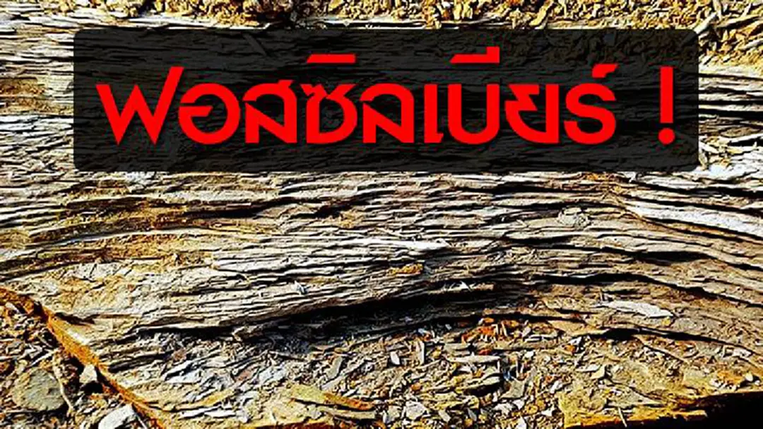 "ฟอสซิลเบียร์" ออสเตรเลียชวน...เรียนรู้ประวัติศาสตร์ "ฟอสซิลเบียร์" ออสเตรเลียชวน...เรียนรู้ประวัติศาสตร์