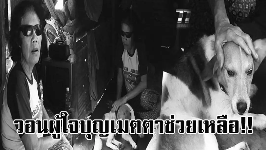 สุดเวทนา!! พบยายตาบอด วัยไม้ใกล้ฝั่ง อาศัยอยู่กับสุนัขคู่ใจเพียงลำพัง ในบ้านหลังเก่าพุพัง มีเพียงเงินคนพิการไว้ใช้ประทังชีวิต วอนช่วยเหลือ.. สุดเวทนา!! พบยายตาบอด วัยไม้ใกล้ฝั่ง อาศัยอยู่กับสุนัขคู่ใจเพียงลำพัง ในบ้านหลังเก่าพุพัง มีเพียงเงินคนพิการไว้ใช้ประทังชีวิต วอนช่วยเหลือ..