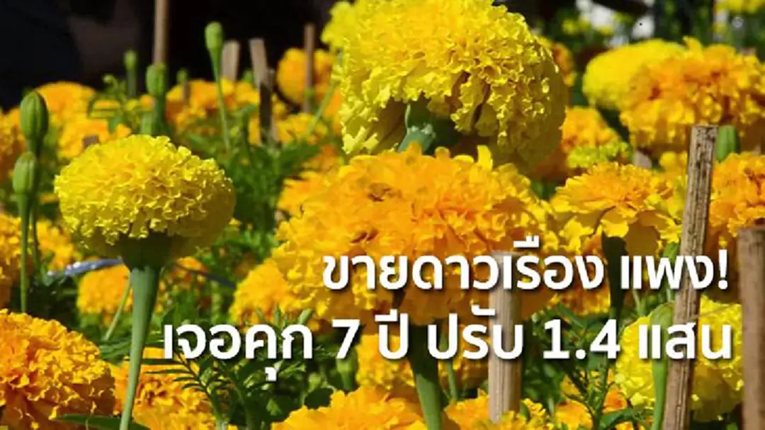 ขายดาวเรือง แพง! เจอคุก 7 ปี ปรับ 1.4 แสน ขายดาวเรือง แพง! เจอคุก 7 ปี ปรับ 1.4 แสน