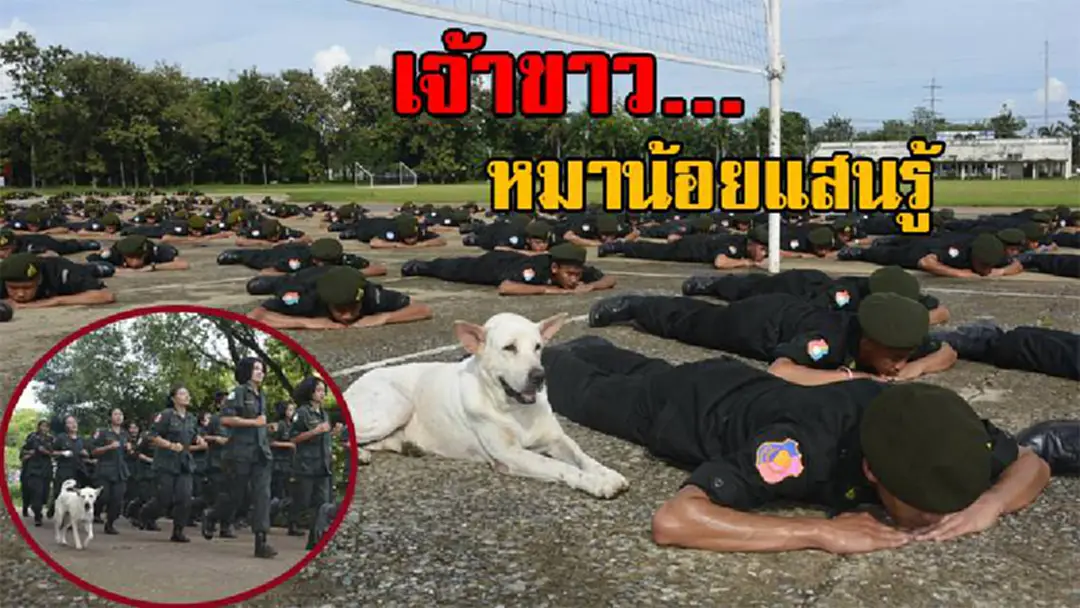 สุดฮือฮา!! เปิดภาพสุดน่ารัก "เจ้าขาว" หมาแสนรู้ชอบฝึก รด. กับนักศึกษาวิชาทหาร และมีอีกหนึ่งสิ่งที่มันชอบทำเป็นประจำ บอกเลยพีคสุดๆ..!? (คลิป) สุดฮือฮา!! เปิดภาพสุดน่ารัก "เจ้าขาว" หมาแสนรู้ชอบฝึก รด. กับนักศึกษาวิชาทหาร และมีอีกหนึ่งสิ่งที่มันชอบทำเป็นประจำ บอกเลยพีคสุดๆ..!? (คลิป)