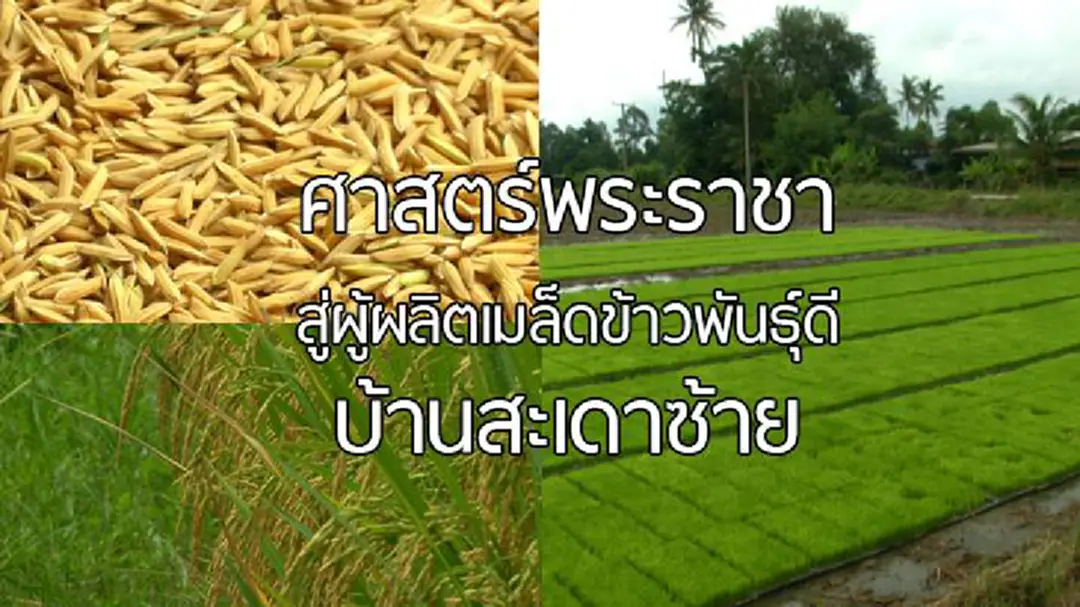 ศาสตร์พระราชาสู่ผู้ผลิตเมล็ดข้าวพันธุ์ดี บ้านสะเดาซ้าย ศาสตร์พระราชาสู่ผู้ผลิตเมล็ดข้าวพันธุ์ดี บ้านสะเดาซ้าย