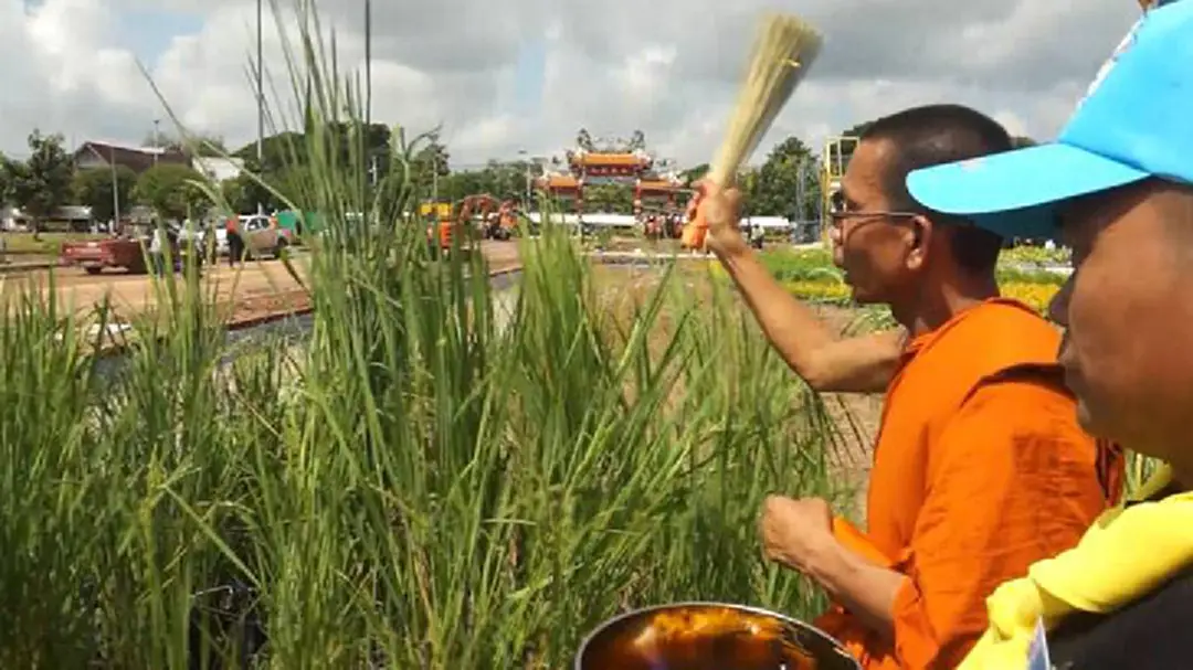 ชาวอุดรฯนำน้ำบ่อศักดิ์สิทธิ์คำชะโนดปลูกข้าวรอบพระเมรุมาศจำลองฯ ชาวอุดรฯนำน้ำบ่อศักดิ์สิทธิ์คำชะโนดปลูกข้าวรอบพระเมรุมาศจำลองฯ