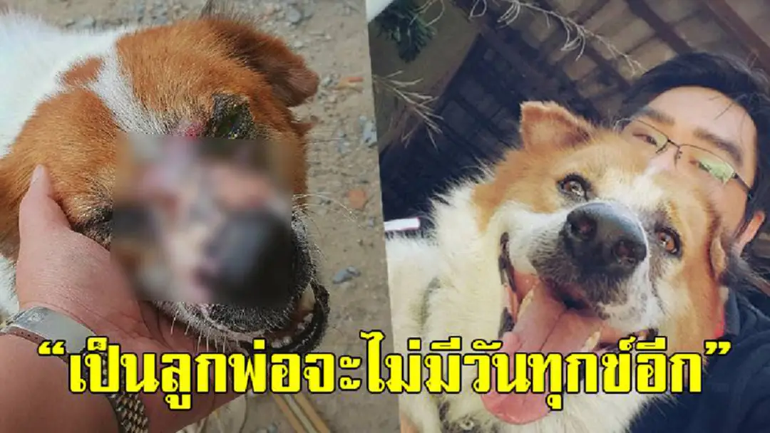 ซึ้งหัวใจสุดๆ!! สิ่งที่หนุ่มใจงามทำให้กับ "เซเว่น" สุนัขจรจัด รอดเฉียดตาย..กลับมาเป็นเพื่อนร่วมโลก!?! ซึ้งหัวใจสุดๆ!! สิ่งที่หนุ่มใจงามทำให้กับ "เซเว่น" สุนัขจรจัด รอดเฉียดตาย..กลับมาเป็นเพื่อนร่วมโลก!?!