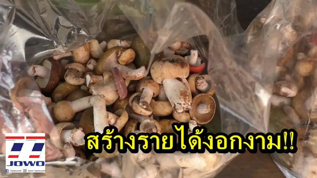 เวลารวยของชาวบ้านวังน้ำเขียว สภาพอากาศเป็นใจ เห็ดแห่กันออก ชาวบ้านรีบเก็บขาย สร้างรายได้อย่างงาม เวลารวยของชาวบ้านวังน้ำเขียว สภาพอากาศเป็นใจ เห็ดแห่กันออก ชาวบ้านรีบเก็บขาย สร้างรายได้อย่างงาม