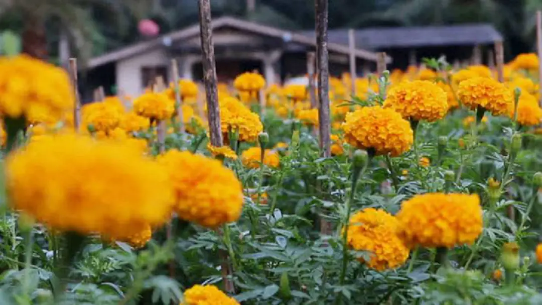 "ดอกดาวเรือง" บานสะพรั่งทั่วไทย "ดอกดาวเรือง" บานสะพรั่งทั่วไทย