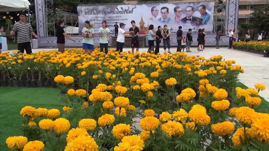 จิตอาสาร่วมกันตกแต่งดอกดาวเรือง ณ ลานพระเมรุมาศจำลอง จ.ลำปาง จิตอาสาร่วมกันตกแต่งดอกดาวเรือง ณ ลานพระเมรุมาศจำลอง จ.ลำปาง