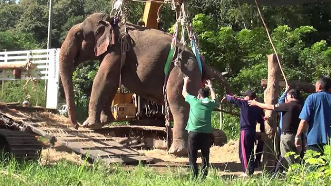 “ช้างสีดอเพชรชมพู”เดินทางมาถึงศูนย์อนุรักษ์ช้างไทย จ.ลำปาง แล้ว – จนท.พร้อมดูแลเต็มที่ (ชมคลิป) “ช้างสีดอเพชรชมพู”เดินทางมาถึงศูนย์อนุรักษ์ช้างไทย จ.ลำปาง แล้ว – จนท.พร้อมดูแลเต็มที่ (ชมคลิป)