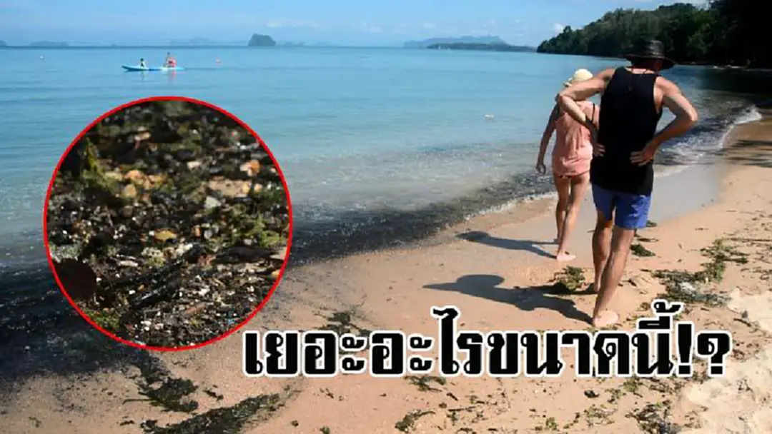 แตกตื่นกันทั้งหาด..!! พบสาหร่ายสีเขียวไม่ทราบชนิด ลอยเกลื่อนหาดทับแขก ระยะทางกว่า 1 กม. ทำเอานักท่องเที่ยว ไม่กล้าลงเล่นน้ำ!? (คลิป) แตกตื่นกันทั้งหาด..!! พบสาหร่ายสีเขียวไม่ทราบชนิด ลอยเกลื่อนหาดทับแขก ระยะทางกว่า 1 กม. ทำเอานักท่องเที่ยว ไม่กล้าลงเล่นน้ำ!? (คลิป)