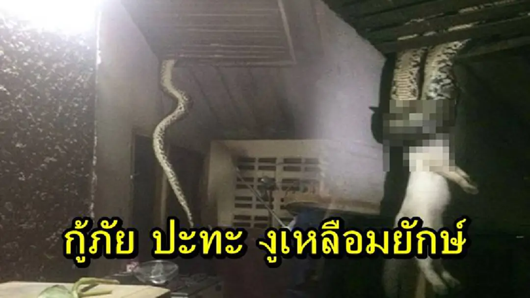 สุดสยอง!! เจ้าหน้าที่กู้ภัย 3 คน ยื้อแย่งแมวกับ งูเหลือมยักษ์ ผลจะเป็นอย่างไรต้องดู สุดสยอง!! เจ้าหน้าที่กู้ภัย 3 คน ยื้อแย่งแมวกับ งูเหลือมยักษ์ ผลจะเป็นอย่างไรต้องดู
