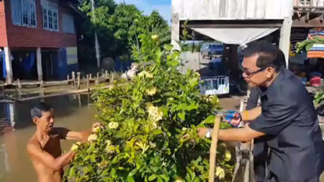 สุดปลาบปลื้ม!ชาวอ่างทองเร่งรวบรวมดอกเข็มตูมสีเหลืองประกอบเครื่องสดดอกบัวจงกลนีในพระราชพิธีฯ สุดปลาบปลื้ม!ชาวอ่างทองเร่งรวบรวมดอกเข็มตูมสีเหลืองประกอบเครื่องสดดอกบัวจงกลนีในพระราชพิธีฯ
