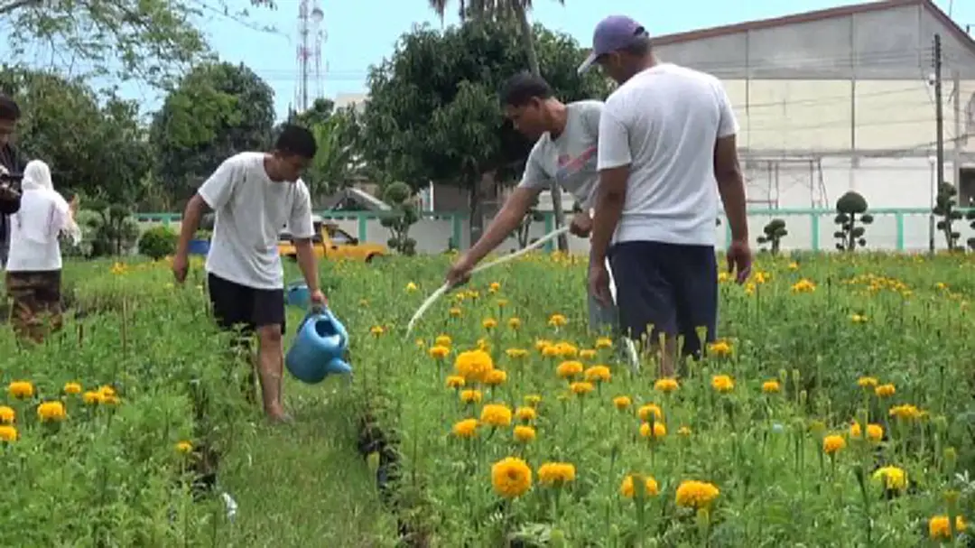 สตูลปลูกดอกดาวเรือง 10,000 ดอก ตกแต่งพระเมรุมาศจำลอง สตูลปลูกดอกดาวเรือง 10,000 ดอก ตกแต่งพระเมรุมาศจำลอง
