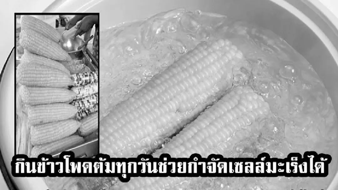 ดีเเบบนี้ต้องรีบหามากินด่วน!!กินข้าวโพดต้มทุกวันช่วยกำจัดเซลล์มะเร็งได้ เเต่ต้องกินให้ถูกวิธี !!??(รายละเอียด)