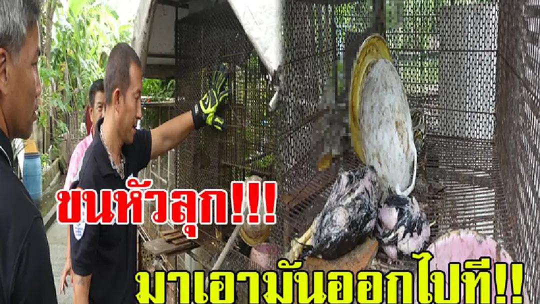 ถึงกับขนหัวลุก!!! ไก่หายไปหลายตัว รุ่งเช้าได้ยินเสียงไก่ร้อง จึงออกมาดูที่กรงไก่ เจ้าของไก่ถึงกับร้องเสียงหลง โร่แจ้งเจ้าหน้าที่มาช่วยจับมันออกไป ถึงกับขนหัวลุก!!! ไก่หายไปหลายตัว รุ่งเช้าได้ยินเสียงไก่ร้อง จึงออกมาดูที่กรงไก่ เจ้าของไก่ถึงกับร้องเสียงหลง โร่แจ้งเจ้าหน้าที่มาช่วยจับมันออกไป
