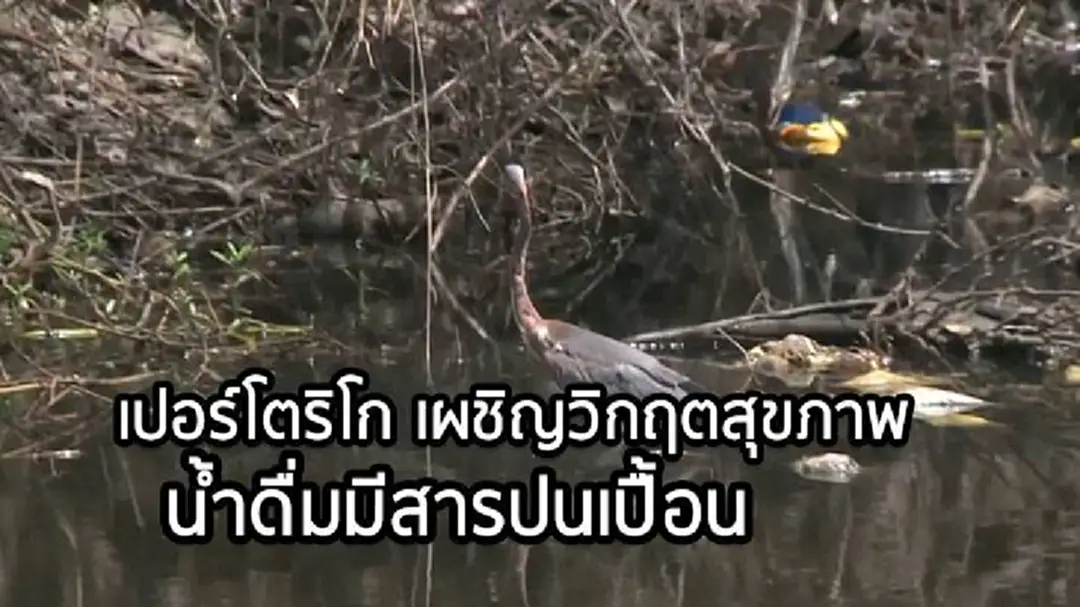 เปอร์โตริโก เผชิญวิกฤตสุขภาพ หลังน้ำดื่มมีสารปนเปื้อน เปอร์โตริโก เผชิญวิกฤตสุขภาพ หลังน้ำดื่มมีสารปนเปื้อน