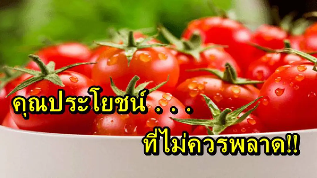 รู้หรือไม่!! มะเขือเทศที่หลายคนไม่ปลื้ม แต่มีคุณประโยชน์มากมาย รู้แล้วแชร์บอกต่อ!? รู้หรือไม่!! มะเขือเทศที่หลายคนไม่ปลื้ม แต่มีคุณประโยชน์มากมาย รู้แล้วแชร์บอกต่อ!?