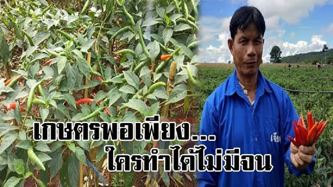 เกษตรพอเพียงตัวจริง ! หนุ่มใหญ่วัย56 ปลูกพริก 10 ไร่ เดือนเดียวรับเงินเหนาะๆเป็นแสน เผยเดินตามรอยพ่อ ใครทำได้ไม่มีจนแน่นอน..!? (คลิป) เกษตรพอเพียงตัวจริง ! หนุ่มใหญ่วัย56 ปลูกพริก 10 ไร่ เดือนเดียวรับเงินเหนาะๆเป็นแสน เผยเดินตามรอยพ่อ ใครทำได้ไม่มีจนแน่นอน..!? (คลิป)