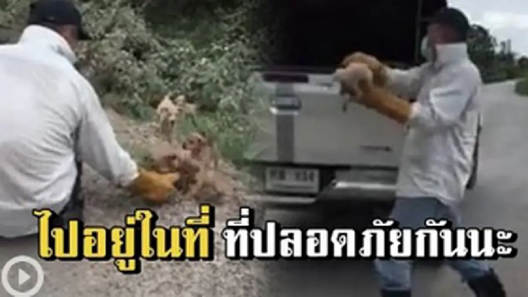 ดูสิทำกันได้ลงคอ!!ฝูงลูกหมาน้อยถูกทิ้งริมถนน โชคดีหลายๆ เจอลุงสุดยอดน้ำใจสละเวลาหลอกล่อพามันไปในที่ปลอดภัย!?! ดูสิทำกันได้ลงคอ!!ฝูงลูกหมาน้อยถูกทิ้งริมถนน โชคดีหลายๆ เจอลุงสุดยอดน้ำใจสละเวลาหลอกล่อพามันไปในที่ปลอดภัย!?!