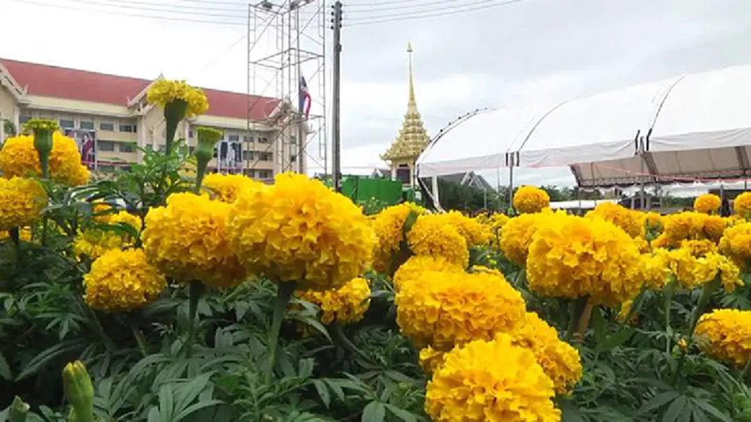 เตรียมประดับดาวเรืองกว่า 100,000 ต้นรอบพระเมรุมาศจำลอง จ.เพชรบูรณ์ เตรียมประดับดาวเรืองกว่า 100,000 ต้นรอบพระเมรุมาศจำลอง จ.เพชรบูรณ์