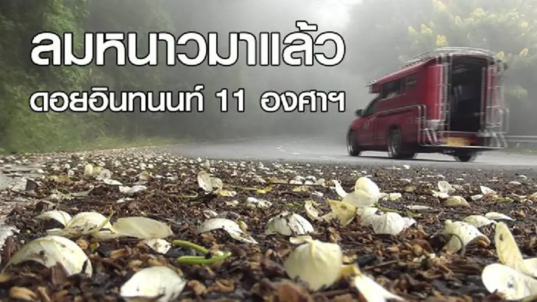 ลมหนาวมาแล้ว! ยอดดอยอินทนนท์ อุณหภูมิฯเช้านี้ลดต่ำเหลือ 11 องศาฯ ลมหนาวมาแล้ว! ยอดดอยอินทนนท์ อุณหภูมิฯเช้านี้ลดต่ำเหลือ 11 องศาฯ
