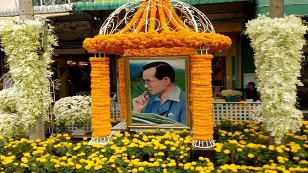 ดอกดาวเรือง ไหว้"พ่อ" ปลูก ต่อ ยิ่งดี สรรพคุณเกินคาด