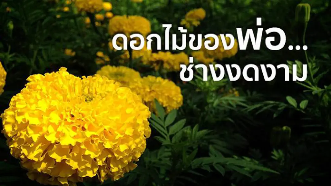 เพราะสีเหลือง คือ สีของพ่อ (ภาพชุด) เพราะสีเหลือง คือ สีของพ่อ (ภาพชุด)