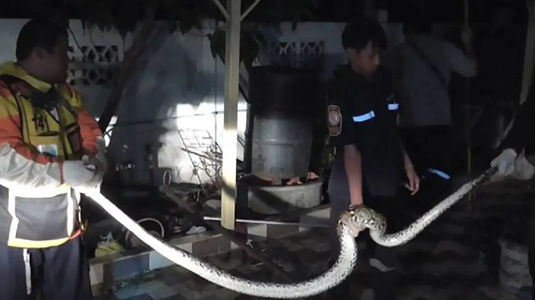 ผวางูเหลือมยักษ์ยาวกว่า 5 เมตรบุกเขมือบแมว ผวางูเหลือมยักษ์ยาวกว่า 5 เมตรบุกเขมือบแมว