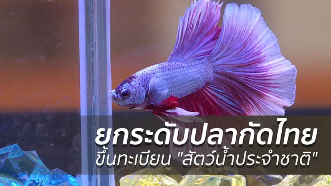 ยกระดับปลากัดไทย ขึ้นทะเบียน "สัตว์น้ำประจำชาติ" ยกระดับปลากัดไทย ขึ้นทะเบียน "สัตว์น้ำประจำชาติ"