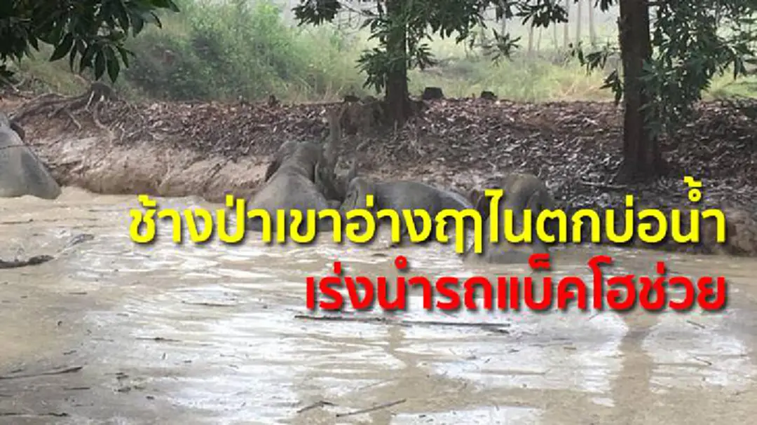 ช้างป่าเขาอ่างฤาไนตกบ่อน้ำ เร่งนำรถแบ็คโฮช่วย ช้างป่าเขาอ่างฤาไนตกบ่อน้ำ เร่งนำรถแบ็คโฮช่วย