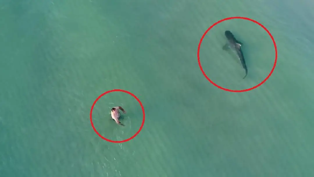 ลุ้นระทึก! ฉลามจู่โจมชายหาดไมอามี่ แต่ทำไมชายในภาพถึงไม่วิ่งหนี? ลุ้นระทึก! ฉลามจู่โจมชายหาดไมอามี่ แต่ทำไมชายในภาพถึงไม่วิ่งหนี?