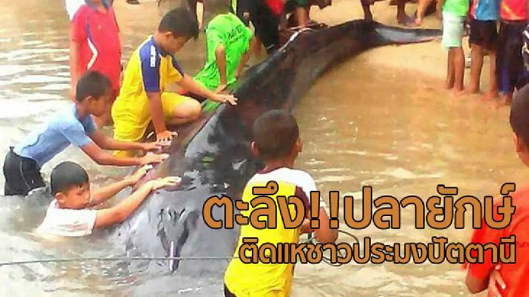 ตะลึง! พบ"ปลายักษ์"ติดแหชาวประมงปัตตานี ตะลึง! พบ"ปลายักษ์"ติดแหชาวประมงปัตตานี