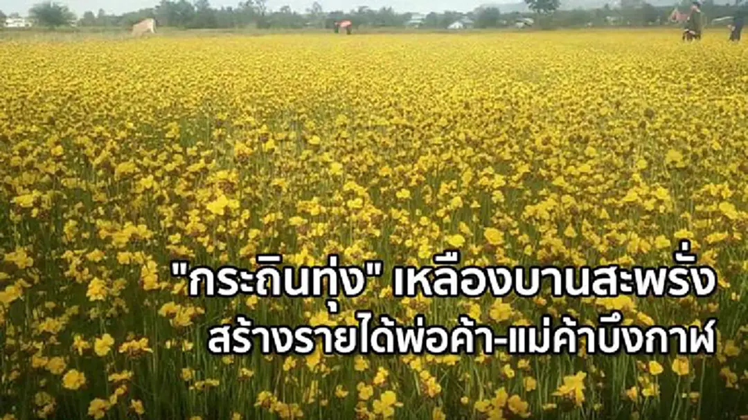 "กระถินทุ่ง" เหลืองบานสะพรั่ง สร้างรายได้พ่อค้า-แม่ค้าบึงกาฬ "กระถินทุ่ง" เหลืองบานสะพรั่ง สร้างรายได้พ่อค้า-แม่ค้าบึงกาฬ