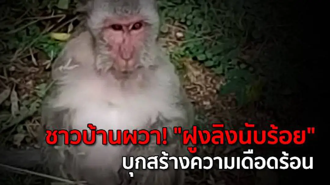 ชาวบ้านผวา! "ฝูงลิงนับร้อย" บุกรื้อข้าวของสร้างความเดือดร้อน ชาวบ้านผวา! "ฝูงลิงนับร้อย" บุกรื้อข้าวของสร้างความเดือดร้อน