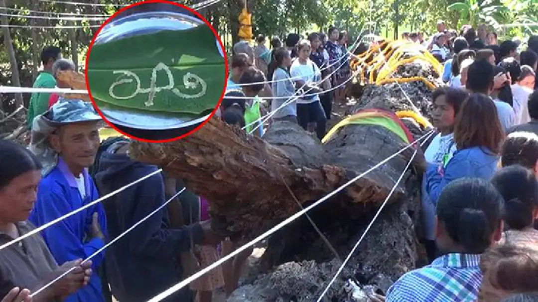 ฮือฮา! ชาวบ้านร่วมอัญเชิญต้นตะเคียนทองเจอหญิงแต่งชุดไทย