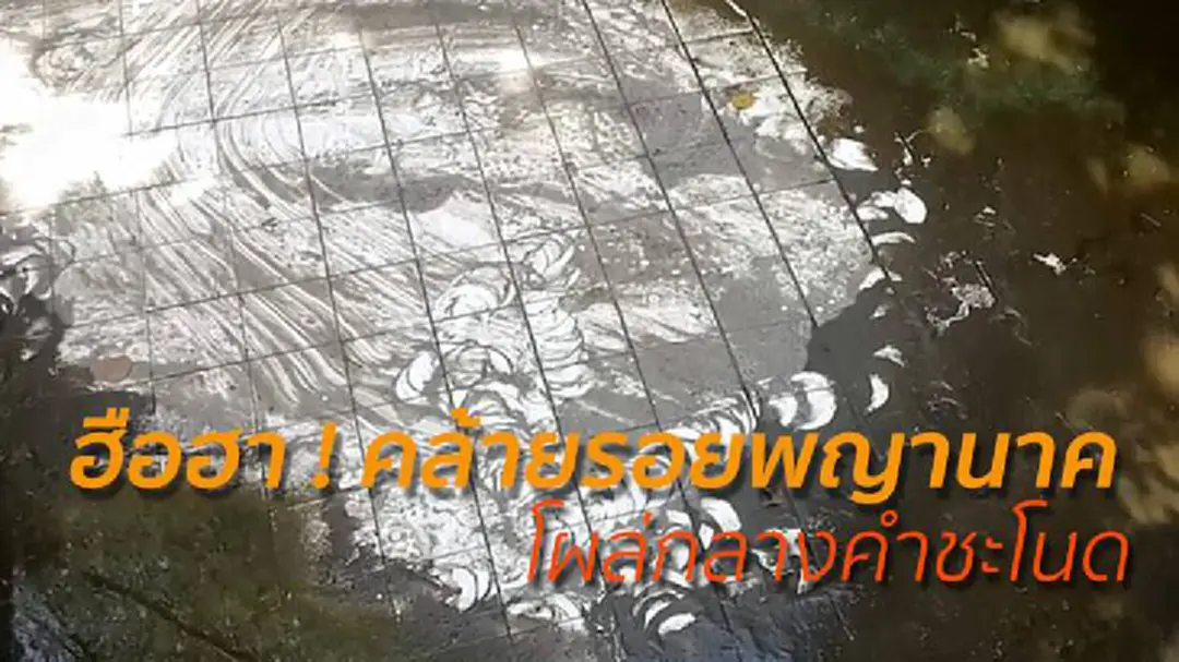 ฮือฮา ! คล้ายรอยพญานาค โผล่กลางคำชะโนด