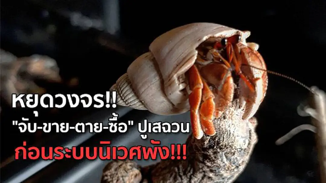 หยุดวงจร!! "จับ-ขาย-ตาย-ซื้อ" ปูเสฉวน ก่อนระบบนิเวศพัง!!! หยุดวงจร!! "จับ-ขาย-ตาย-ซื้อ" ปูเสฉวน ก่อนระบบนิเวศพัง!!!