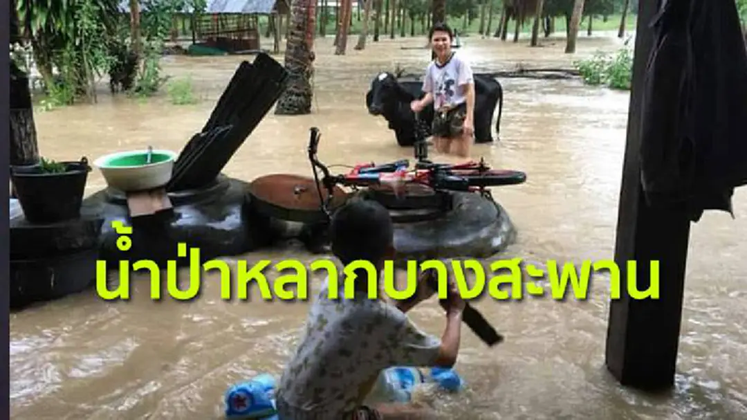 ฝนหนักมาก ! น้ำป่าหลากท่วมบางสะพานหลายจุด ฝนหนักมาก ! น้ำป่าหลากท่วมบางสะพานหลายจุด