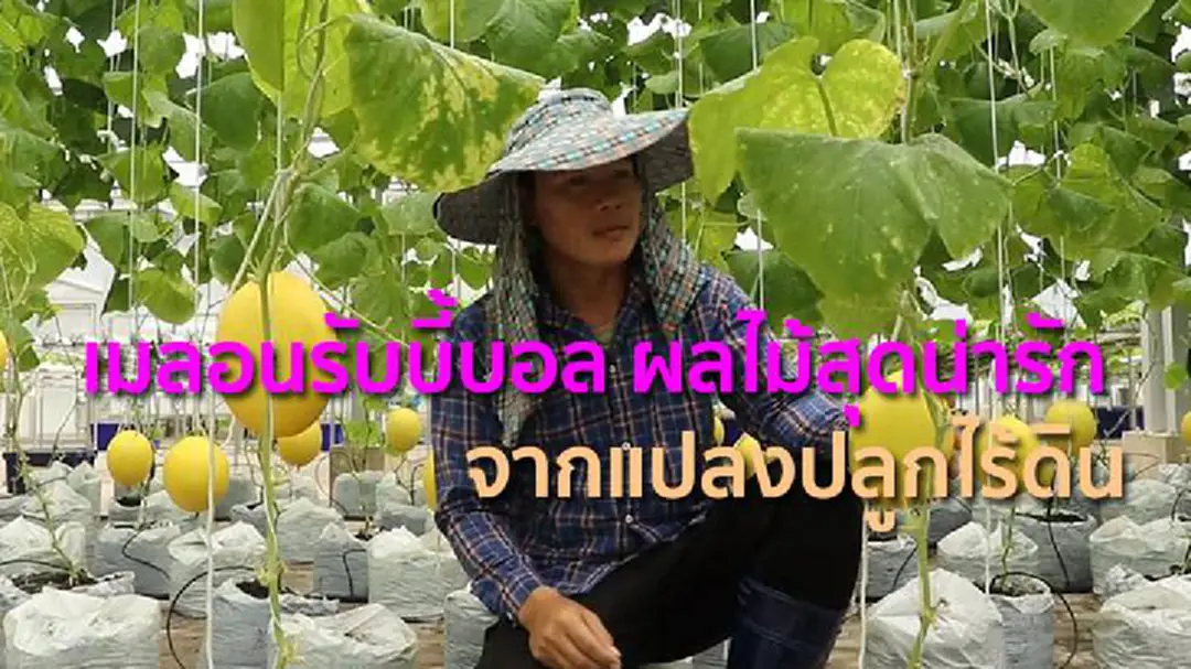 เมลอนรับบี้บอล ผลไม้สุดน่ารัก จากแปลงปลูกไร้ดิน เมลอนรับบี้บอล ผลไม้สุดน่ารัก จากแปลงปลูกไร้ดิน